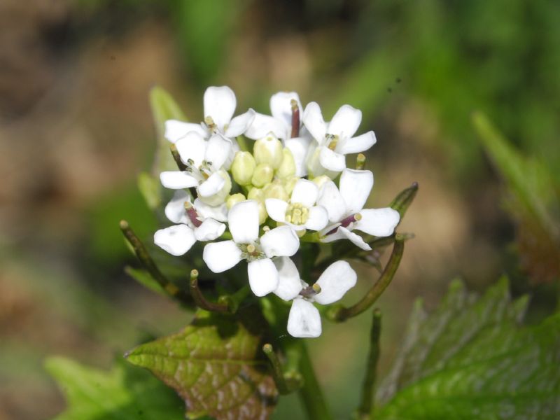 Alliaria petiolata (Brassicaceae)